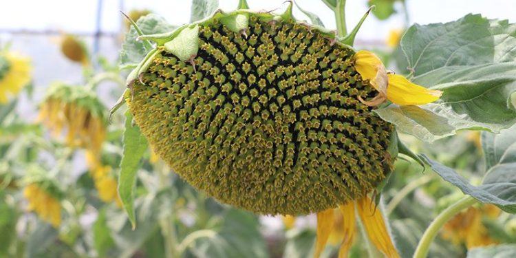 Edirne’de 3 yeni hibrit ayçiçeği çeşidi geliştirildi