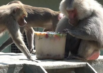 Bursa’da hayvanların buzlu meyve keyfi