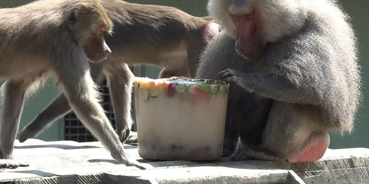 Bursa’da hayvanların buzlu meyve keyfi