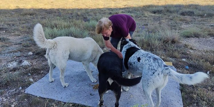 Eskişehir’de yaşlı kadına ‘sokakta hayvan besleme’ tehdidi