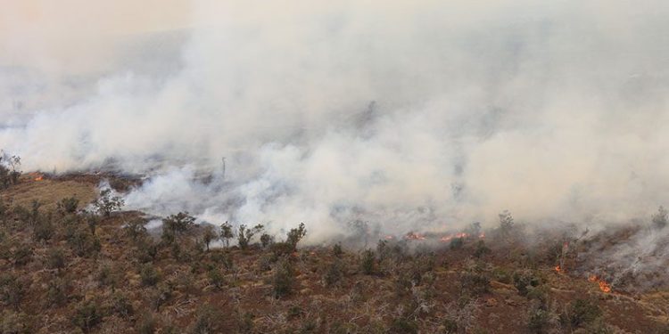 Hawaii’de çalılık alanda yangın: 9 bin 800 hektar alan kül oldu
