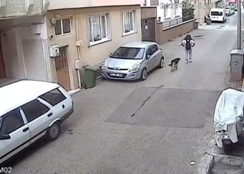 Bursa’da başıboş sokak köpeği kız çocuğuna saldırdı