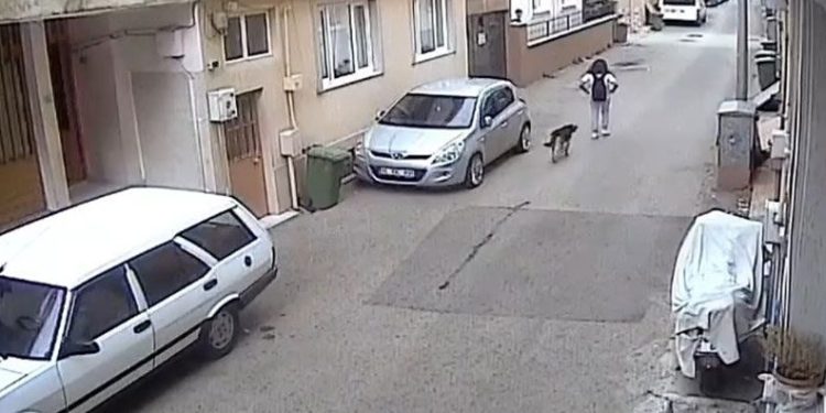 Bursa’da başıboş sokak köpeği kız çocuğuna saldırdı