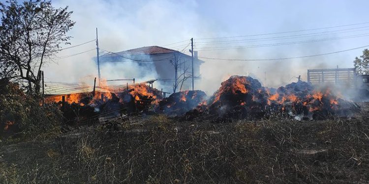 Koyunları telef olan çiftçi gözyaşlarına boğuldu