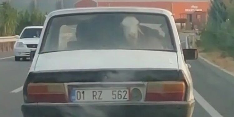 Adana’da otomobilde buzağı taşıdılar