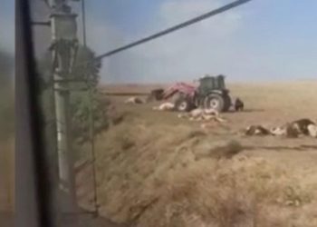 Ankara’da tren kazası: 20 inek ve 2 at telef oldu