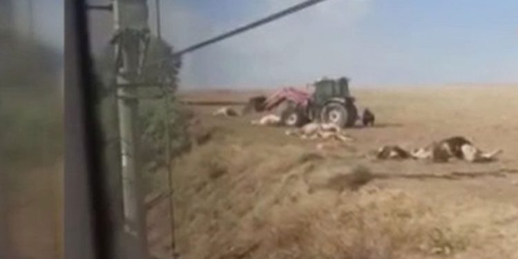 Ankara’da tren kazası: 20 inek ve 2 at telef oldu