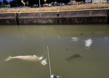 Fransa’da nehirde mahsur kalan beyaz balina kurtarıldı