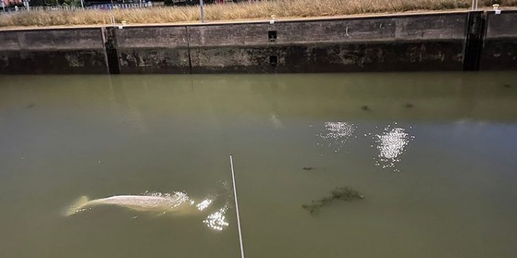 Fransa’da nehirde mahsur kalan beyaz balina kurtarıldı