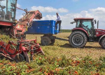 Karacabey’de salçalık domates hasadı başladı
