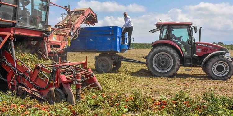 Karacabey’de salçalık domates hasadı başladı