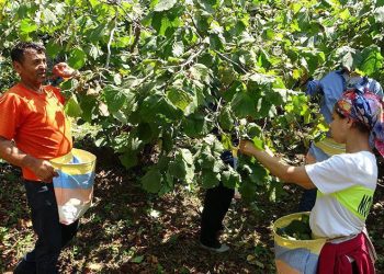 Ordu’da fındık hasadı başladı