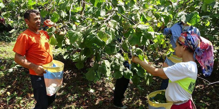Ordu’da fındık hasadı başladı