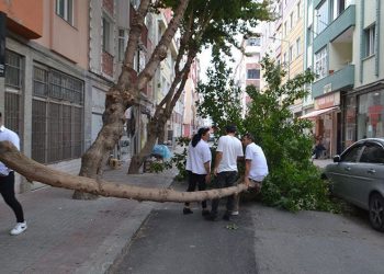 Tekirdağ’da şiddetli rüzgar çeyrek asırlık ağacı devirdi