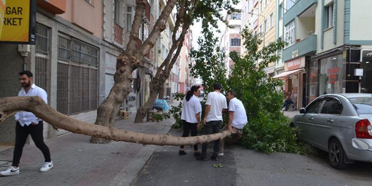 Tekirdağ’da şiddetli rüzgar çeyrek asırlık ağacı devirdi