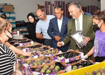 Kraliçe inciri için Bursa Büyükşehir devrede