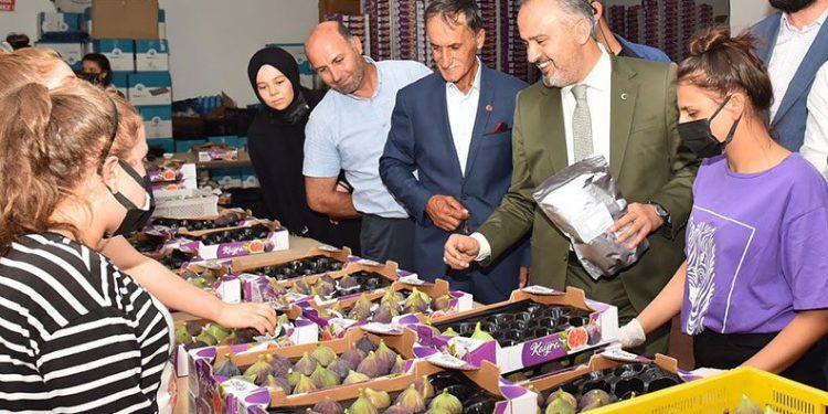 Kraliçe inciri için Bursa Büyükşehir devrede