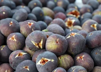 Mudanya’da Kara İncir Şenliği