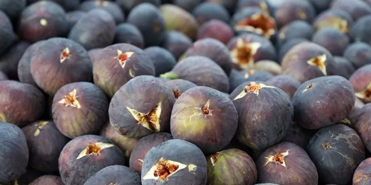 Mudanya’da Kara İncir Şenliği