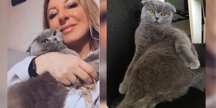 Kedisini bulana ödül verecek