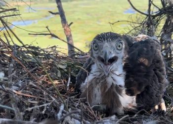 Bursa’da yılan kartalının yuvasını görüntülendi