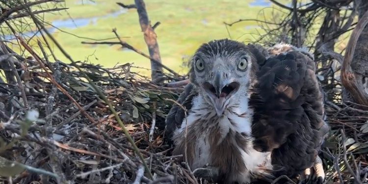 Bursa’da yılan kartalının yuvasını görüntülendi