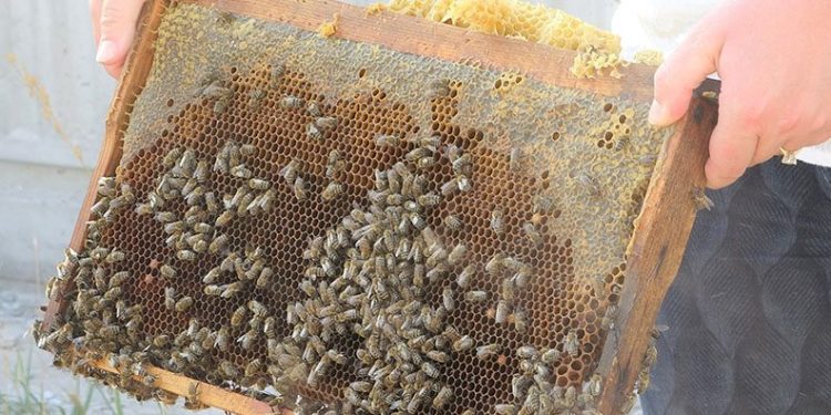 Özel yetiştirilen arılar görev başında