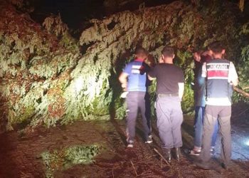 Osmaniye’de şiddetli rüzgar ağaçları devirdi