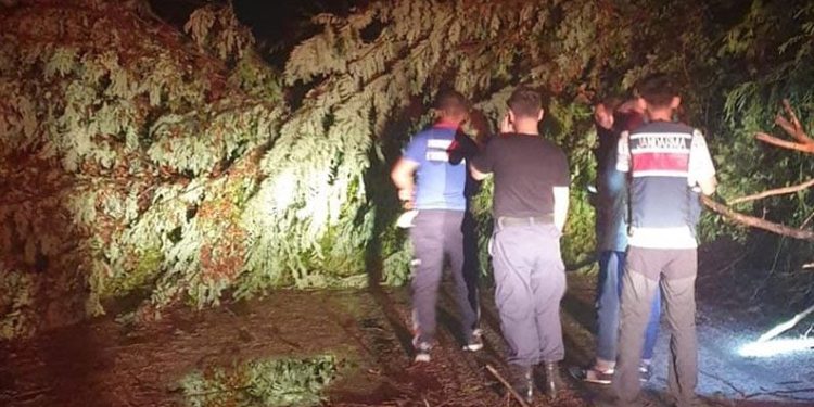 Osmaniye’de şiddetli rüzgar ağaçları devirdi