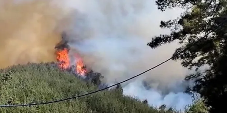 Kahramanmaraş’taki yangında 35 hektar ormanlık alan zarar gördü