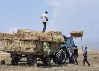 Kars’ta tarlalarda bereket