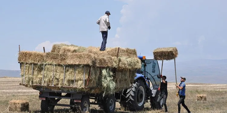 Kars’ta tarlalarda bereket