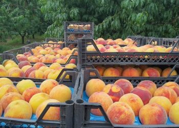 Bursa’da şeftali fiyatları üreticiyi üzdü