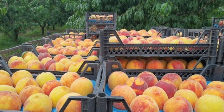 Bursa’da şeftali fiyatları üreticiyi üzdü