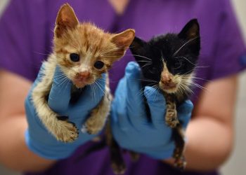 Bursa’da zifte bulanmış kediler hayata döndürüldü