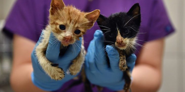 Bursa’da zifte bulanmış kediler hayata döndürüldü