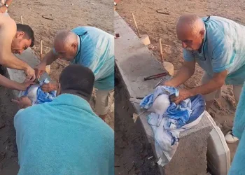 Bursa’da misinaya takılan martıyı vatandaş kurtardı