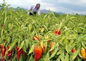 Yenişehir’de biber hasadı başladı