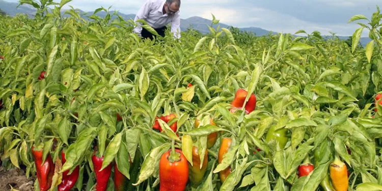 Yenişehir’de biber hasadı başladı