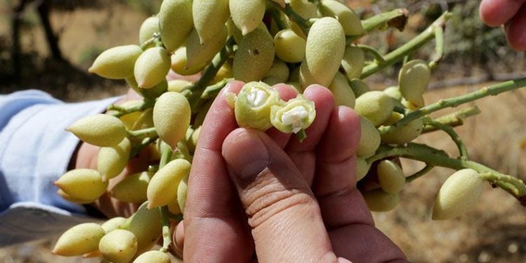 Bıttım ağacı fıstığa dönüştürüldü