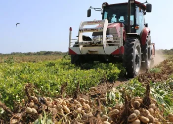 Yer fıstığında hasat başladı