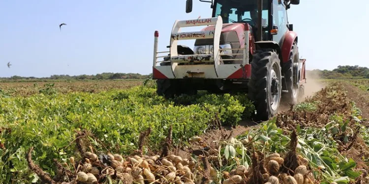 Yer fıstığında hasat başladı