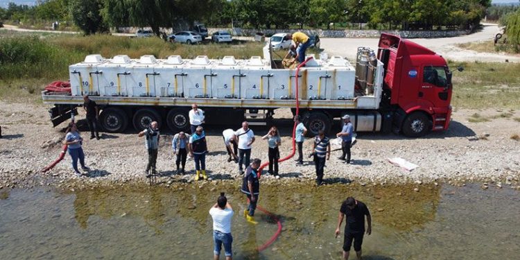 Göl ve göletlere 2,5 milyon sazan bırakıldı