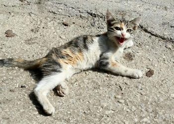 Yaralı kediye Yenişehir Belediyesi sahip çıktı