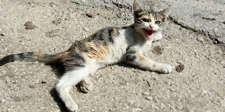 Yaralı kediye Yenişehir Belediyesi sahip çıktı