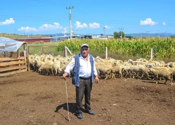 10 bin TL’ye çalışacak çoban bulamıyor