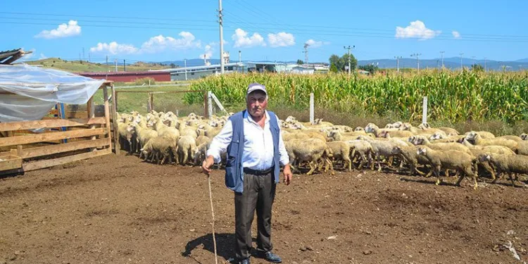 10 bin TL’ye çalışacak çoban bulamıyor