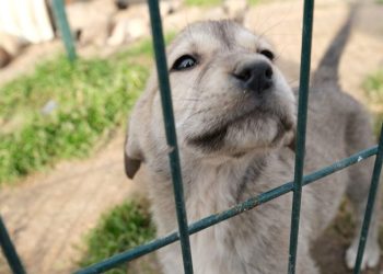 Sokak hayvanlarının dostu, İnegöl Belediyesi