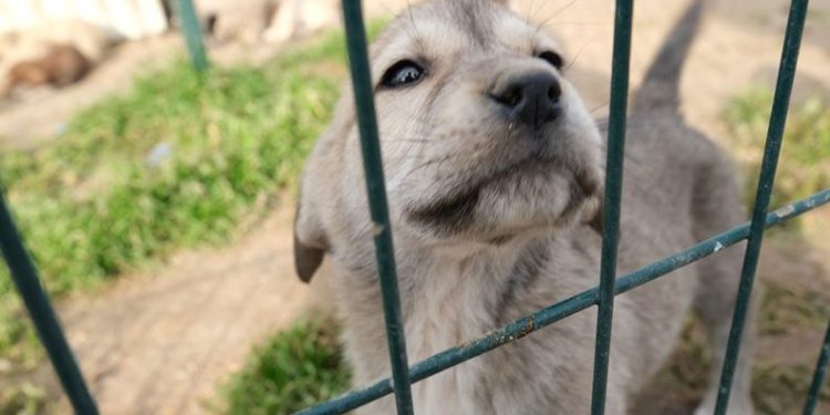Sokak hayvanlarının dostu, İnegöl Belediyesi