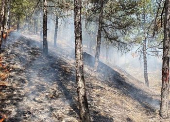 Kastamonu’da orman yangını